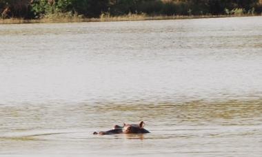 Yup, that's actually a hippo head poking above the water.